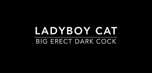  Playful Ladyboy Cat HJ And Bareback
